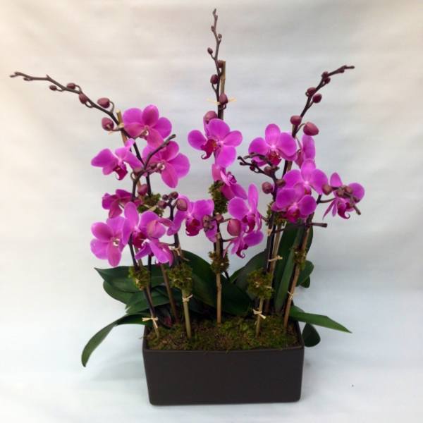 Pink orchids arranged in a black rectangular planter