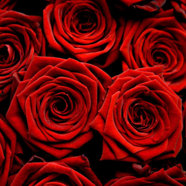 Close-up of red roses filling the frame