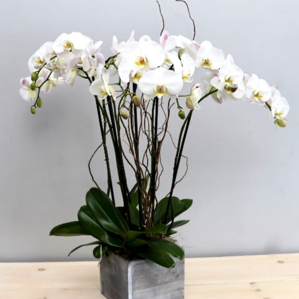 White orchid arrangement in a square gray planter