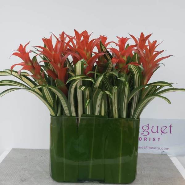 Red bromeliads in a green rectangular vase
