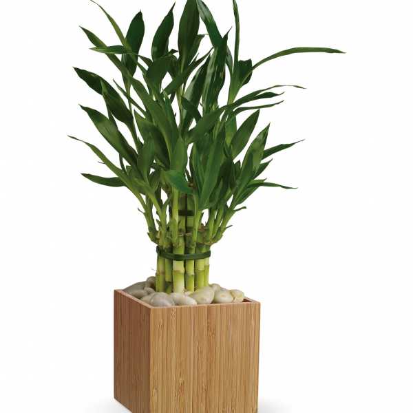 Potted lucky bamboo plant in a square wooden container