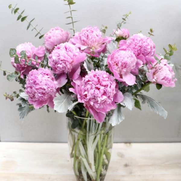 Peony Muse - Glendale Flowers