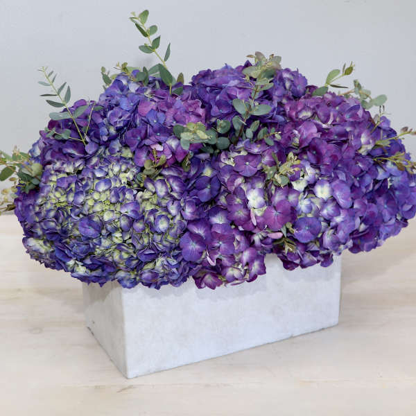 Low arrangement of purple hydrangeas in a rectangular white box vase