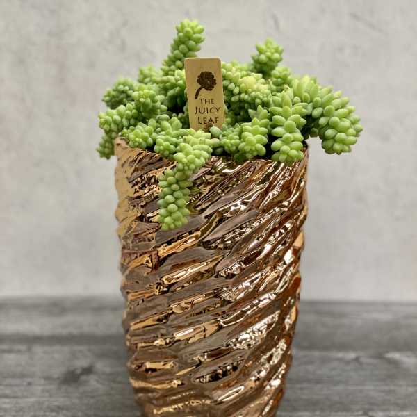 Potted succulent in a textured copper-colored container