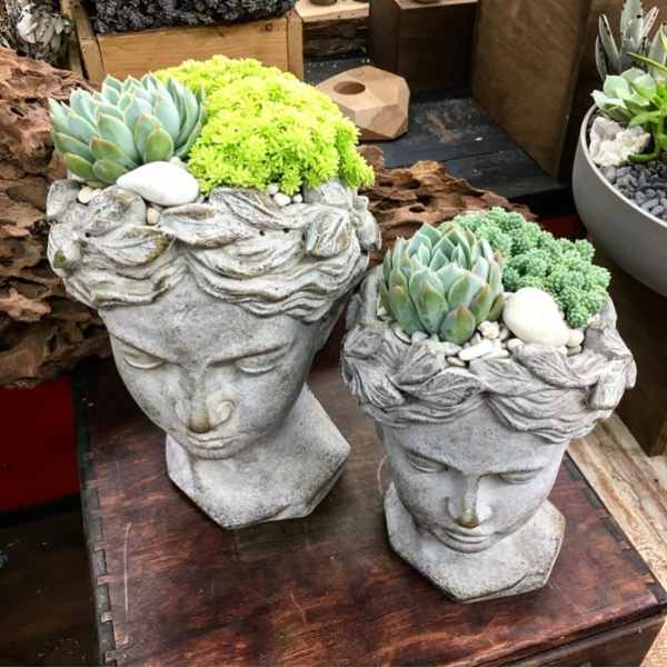 Two succulent arrangements in sculpted gray face planters