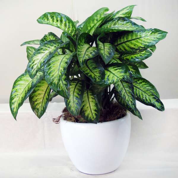 Potted plant with variegated green and yellow leaves in a white pot