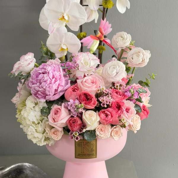 Orchid Elegance