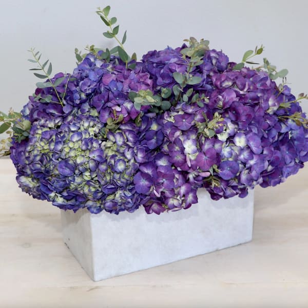Purple hydrangea arrangement in a white rectangular box
