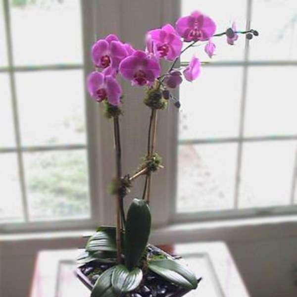 Potted orchid with pink-purple blooms in a square container