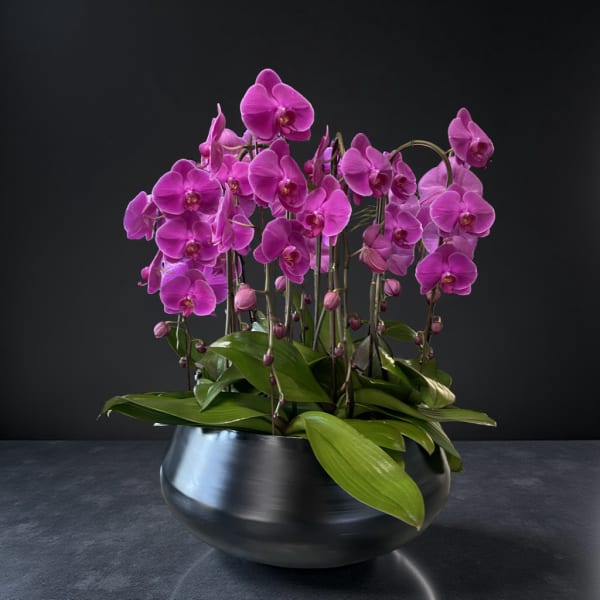 Pink orchids arranged in a black bowl planter
