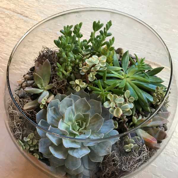 Glass bowl terrarium with assorted succulents and pebbles