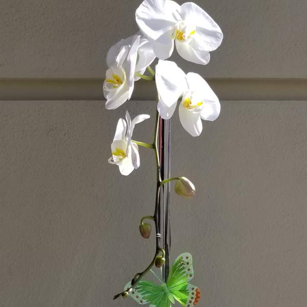 White orchid plant in a clear textured square vase with succulents