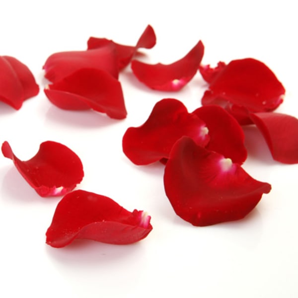 Scattered red rose petals on a white background