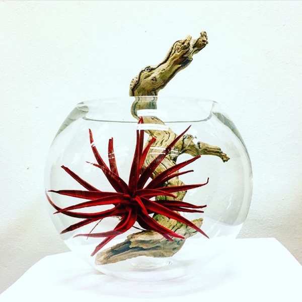 Red air plant in a clear glass bowl with driftwood