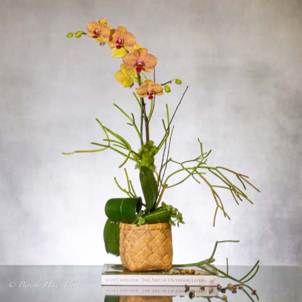 Tall orchid arrangement in a woven basket with curly green stems