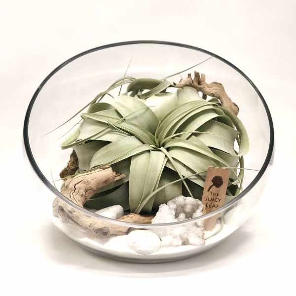 Air plant arrangement in a glass bowl with driftwood and white stones