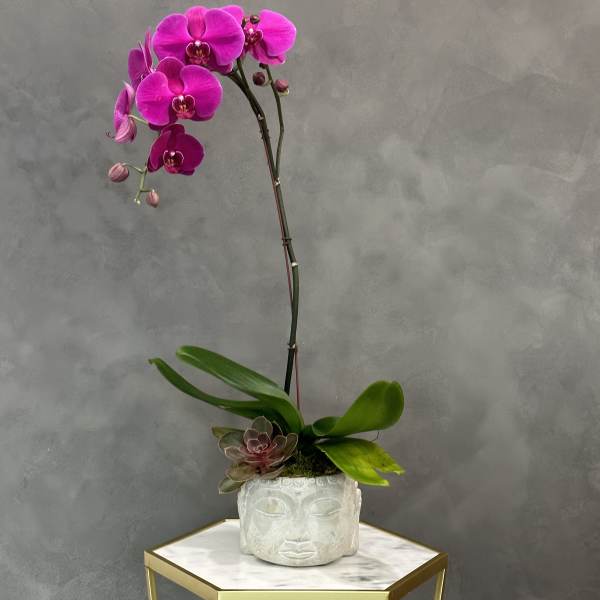 Pink orchid arrangement in a white Buddha head planter