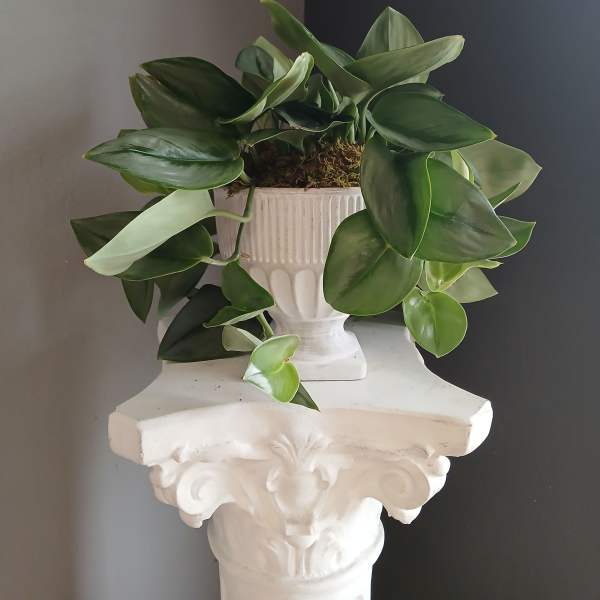 #PL32 Moonlight Pothos