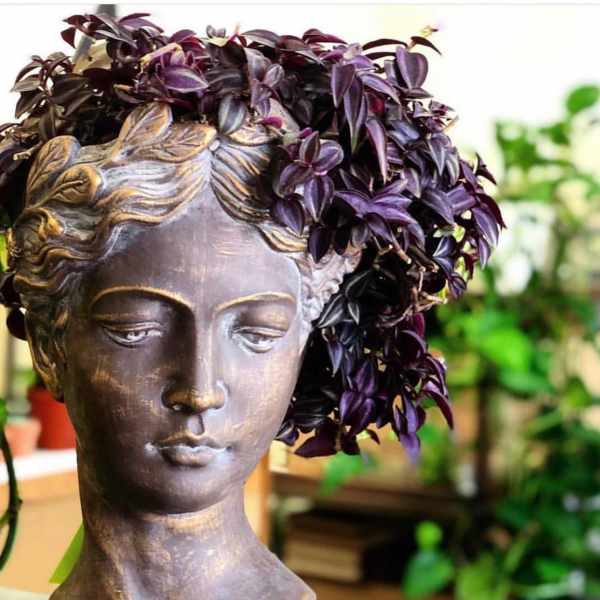 Purple trailing plant arranged on a decorative bust planter