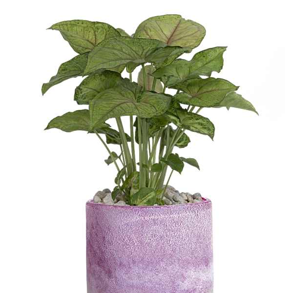 Potted green plant in a pink ceramic planter with pebbles on top