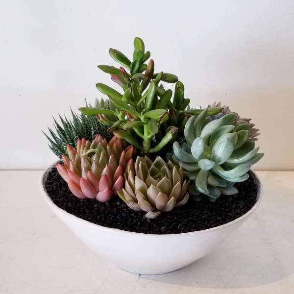 Succulent arrangement in a white bowl planter