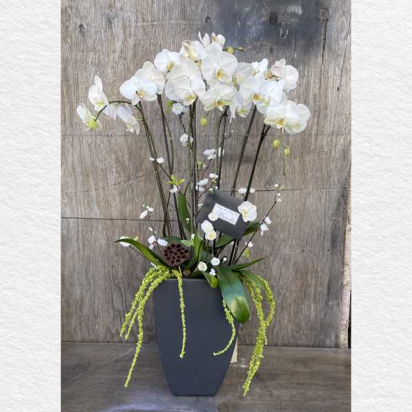 Tall white orchid arrangement in a dark square planter