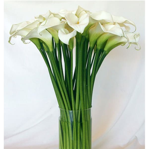White calla lilies arranged in a tall glass vase