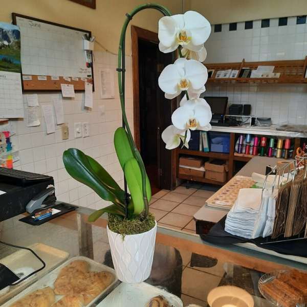 White orchid plant in a white pot on a counter