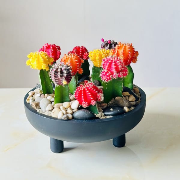 Colorful grafted cactus arrangement in a black bowl planter