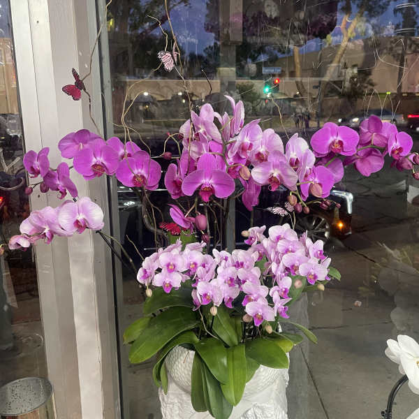 Pink and lavender orchids arranged in a white pot