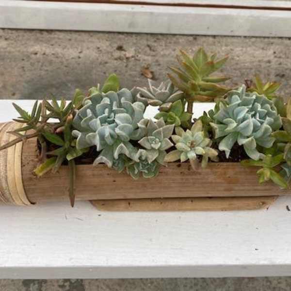 Succulent arrangement in a bamboo trough planter