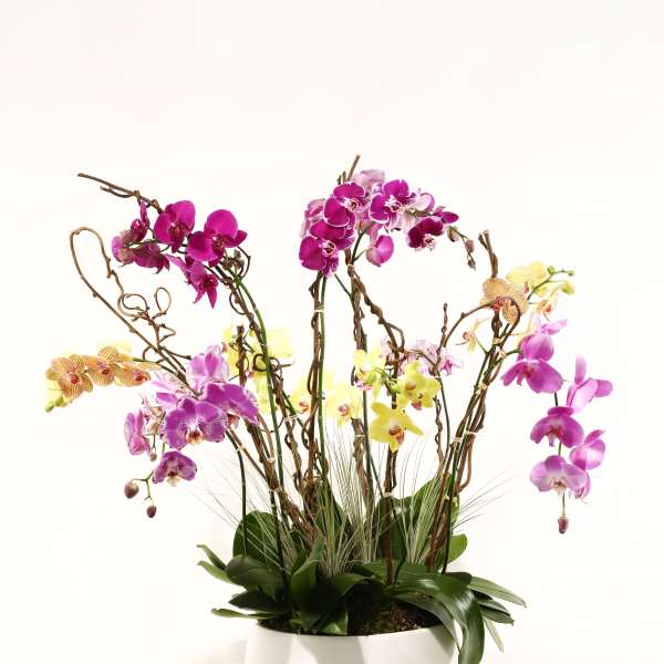 ORCHID FANTASY
