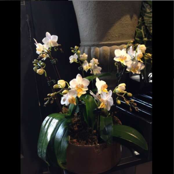 White orchid plant in a brown pot