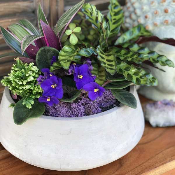 Mixed potted plant arrangement with purple flowers in a white bowl planter
