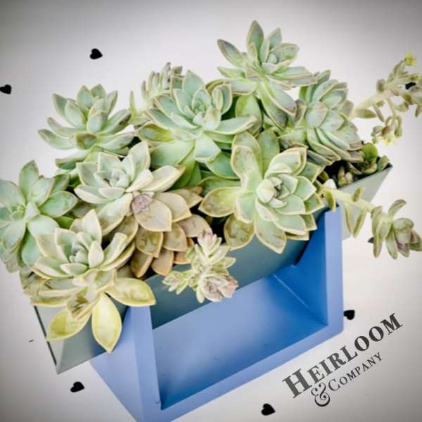 Ocean Blue Succulent Garden Designer Living Succulent Arrangement