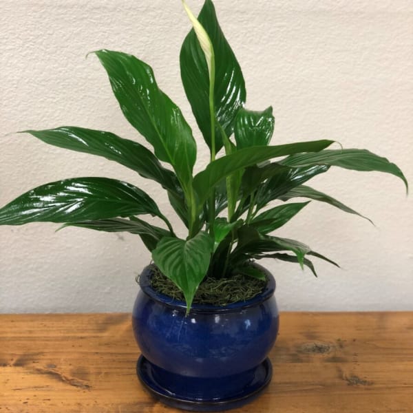 Potted green plant with glossy leaves in a blue ceramic pot