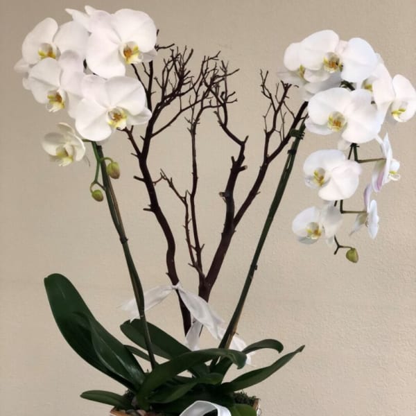 White orchid plant in a wooden box with a white ribbon