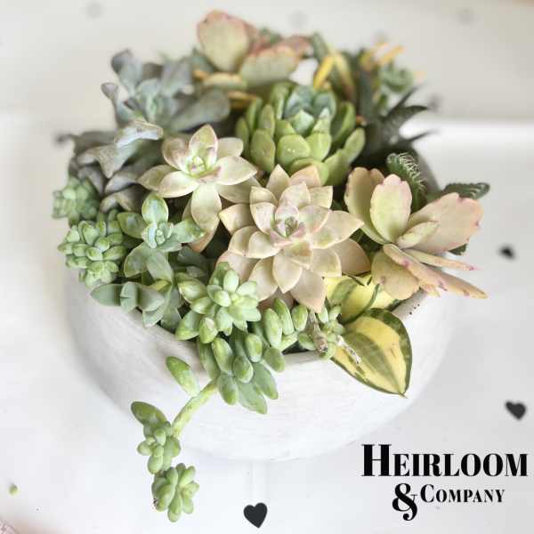 Succulent arrangement in a white pot with trailing stems