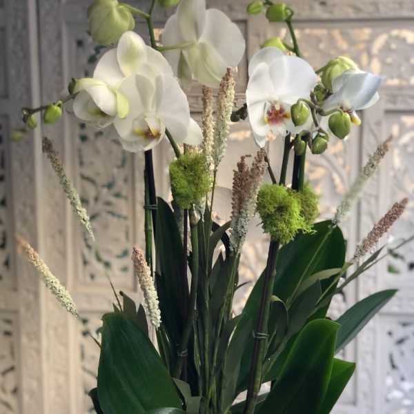 White orchid arrangement in a textured white pot