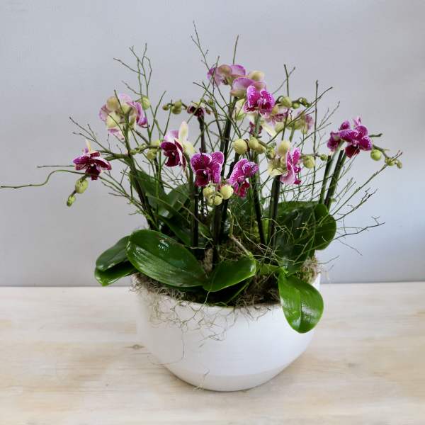 Potted arrangement of pink and white orchids in a white bowl container