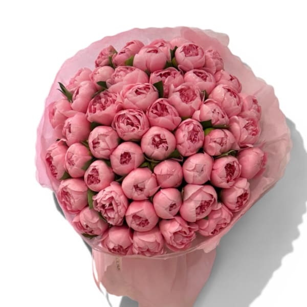 Blush Dream 50