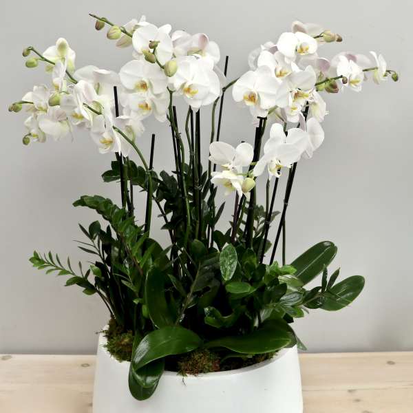 White phalaenopsis orchid plants with lush foliage in a low white ceramic bowl planter