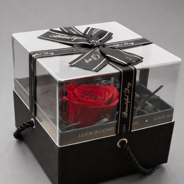 Single red rose in a clear gift box with a black ribbon