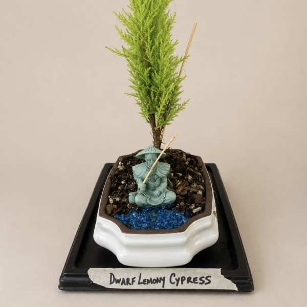 Dwarf Lemony Cypress
