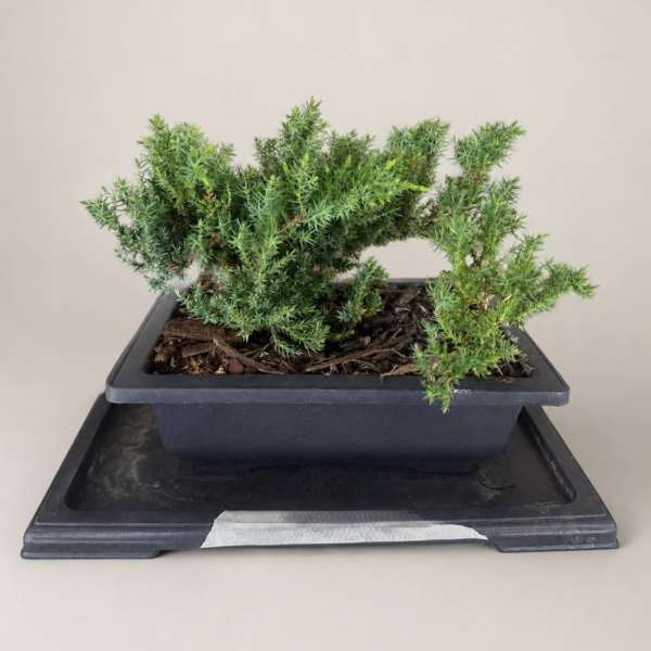 Small potted evergreen plant in a black rectangular container