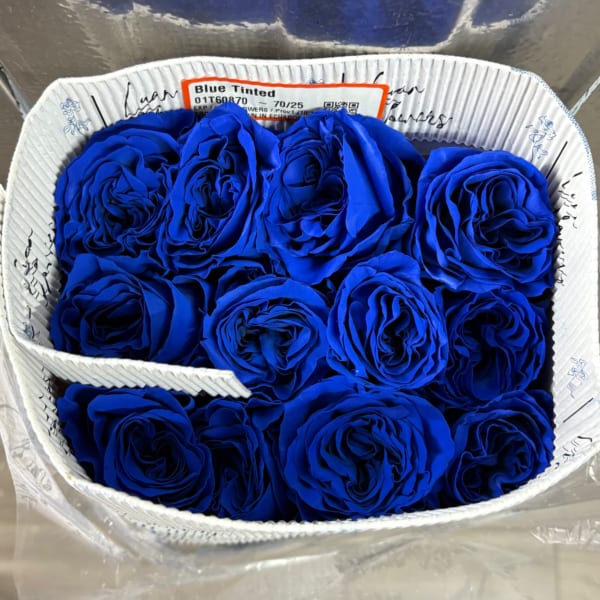 BLUE BUNDLE