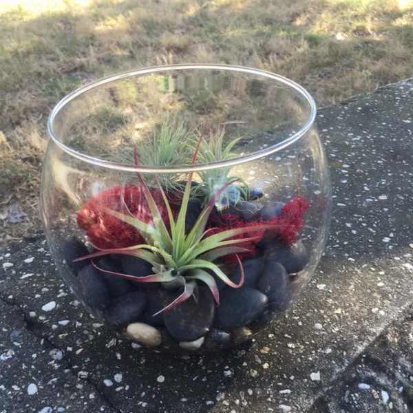 Glass bowl with air plants and dark stones