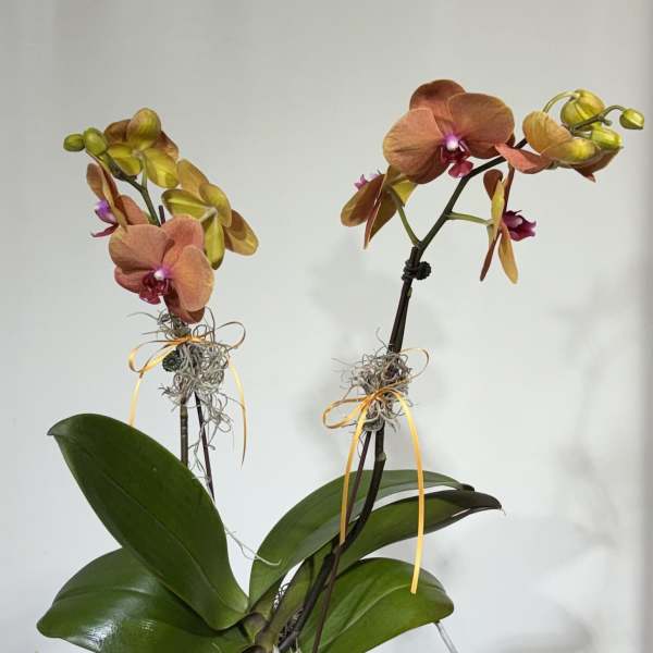 Double Stem Yushaun Phalaenopsis Orchid