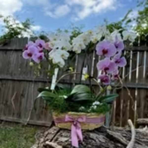 Canasta de orquídeas