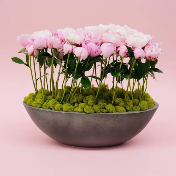 Peony Oasis